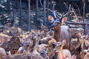 Geweih von Maultier Hirsch foto