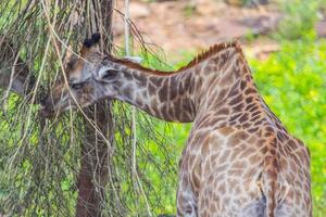 Giraffe Essen von ein Würstchen Baum foto