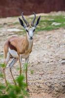 gemsbok Antilope Hirsch im das Zoo foto