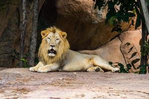 Kopf und Gesicht Löwe Aufpassen im das Zoo foto