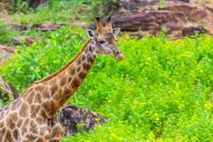 Gesicht Massai Giraffe foto