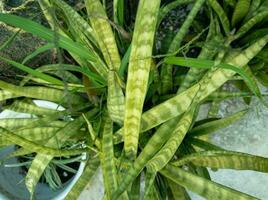 Aussicht von Zier Sansevieria Pflanze draußen foto