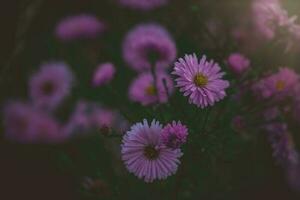 lila Herbst Blumen zündete durch das warm September Sonne im ein natürlich Garten Umgebung im Nahansicht foto