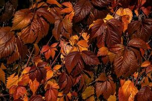 Herbst Hintergrund mit braun Efeu Blätter im das warm Sonne foto