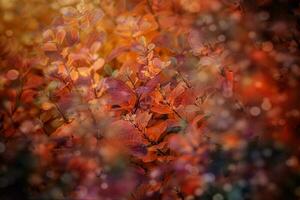 rot Herbst Blätter von das Busch im das warm Nachmittag Sonne im das Garten foto