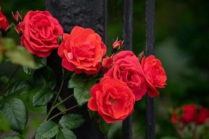 rote Rosen auf einem Busch in einem Garten foto