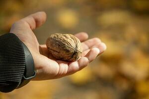 Herbst reif Nussbaum Lügen auf das Kinder Hand im ein warm Herbst Hintergrund auf ein Orange und Gold Hintergrund foto