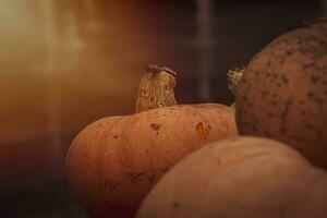 Orange Herbst frisch Kürbis Lügen draußen wie ein Dekoration foto