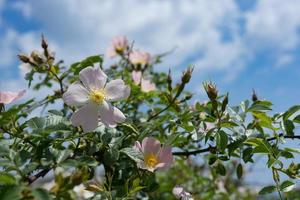 rosa wilde Rosenblumen auf blauem Hintergrundhimmel foto