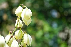 Blumenhintergrund mit Yucca unter den Blättern so grün foto