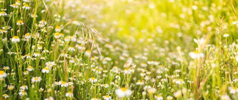 Nahaufnahme vieler Gänseblümchen im Frühjahr mit selektivem Fokus und diffusem Sonnenlicht dahinter foto