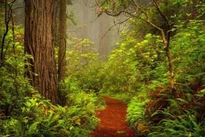 Redwoods und Rhododendren entlang des Damnation Creek Trail im Red Norwood Coast Redwoods State Park, Kalifornien, USA foto