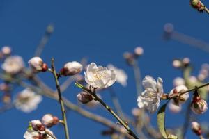 blühende Mandelbäume gegen blauen Himmel foto
