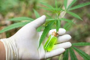 Schließen Sie eine Glasflasche mit CBD-Öl und Cannabisblatt im Hintergrund foto
