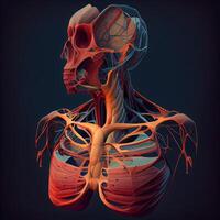 Mensch Skelett Anatomie. Anatomie von Mensch Körper. 3d medizinisch Illustration., ai generativ Bild foto