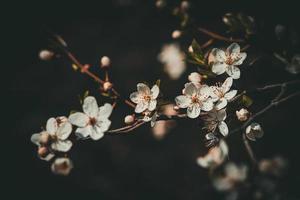 Frühling Apfel Baum mit Weiß zart klein Blumen im das warm Sonne foto