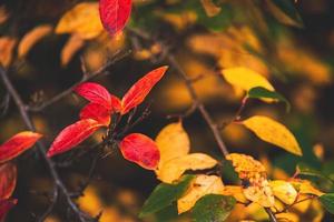 rot und Orange Herbst Blätter von das Busch im Nahansicht auf ein warm Tag im das Garten foto