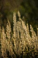 Herbst golden Gras im das warm Strahlen von das Nachmittag Sonne foto