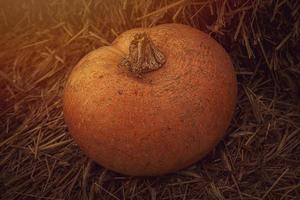 Orange Herbst frisch Kürbis Lügen draußen wie ein Dekoration foto