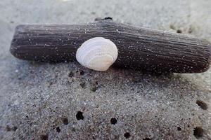 Weiß klein Schale auf ein Stück von Stock auf das Strand gegen das Hintergrund von Licht fein Sand foto