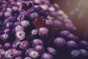 Herbst lila Chrysanthemen im ein warm Nachmittag Elefant mit ein Ahorn Blatt foto