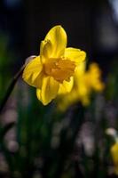 zart charmant Gelb Narzissen wachsend im das Garten im das Morgen Frühling Sonnenschein foto