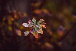 Herbst Pflanze im Herbst Farben mit Regen Tropfen auf das Garten foto