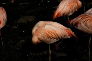 Rosa Flamingo Vogel Stehen im das dunkel Wasser beim das Zoo foto