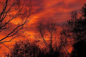 rot Herbst Himmel während Sonnenuntergang mit schwarz Formen von blattlos Bäume foto