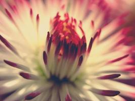 Original abstrakt Hintergrund Makro von ein weiß-rosa Gänseblümchen Blume foto