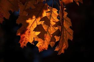 braun Eiche Blätter auf ein dunkel Hintergrund im das Herbst Tag, foto