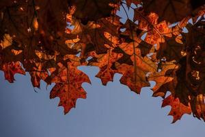Hintergrund von braun Eiche Blätter gegen ein Blau Herbst wolkenlos Himmel foto