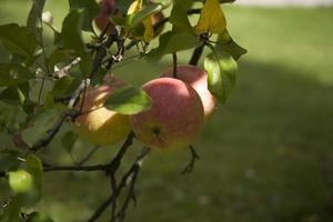 Herbst frisch Apfel auf das Ast von ein Baum im das Obstgarten foto