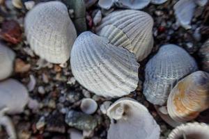 Hintergrund von Weiß klein Meer fragil Muscheln Lügen auf das Strand foto