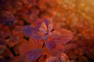 rot Herbst Blätter von das Busch im das warm Nachmittag Sonne im das Garten foto