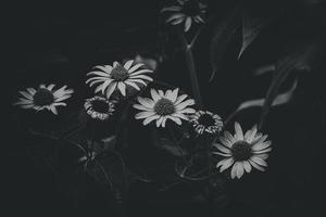 Sommer- Gelb Blumen wachsend im das Garten auf Grün Hintergrund foto