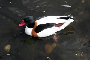 ein Aussicht von ein Shelduck foto