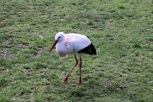 ein Aussicht von ein Weiß Storch beim Martin bloß Natur Reservieren foto