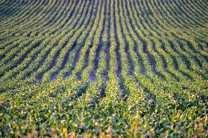 Feld mit Pflanzen - - Landwirtschaft Konzept foto