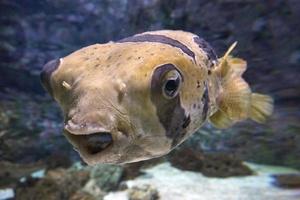 schwarz und Weiß Fugu Fisch foto