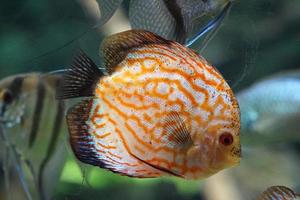 Orange und Weiß Diskus Fisch - - Seite Aussicht foto