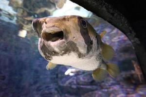 schwarz und Weiß Fugu Fisch foto