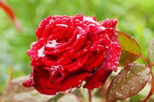 schön rot Rose mit Wassertropfen. selektiv Fokus foto