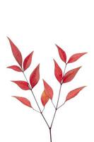 rotes Ahornblatt isoliert auf weißem Hintergrund foto