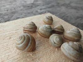 Garten Schnecken kriechen im das Dorf foto