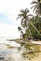 Strand mit Palmen foto