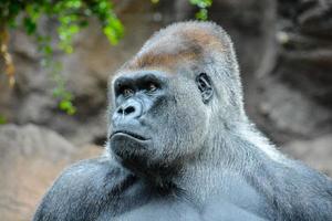 starker erwachsener schwarzer Gorilla foto