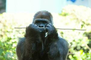 starker erwachsener schwarzer Gorilla foto