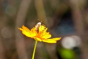 Hintergrund mit Blumen foto