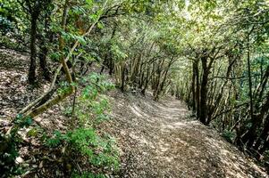 Bäume im Wald foto